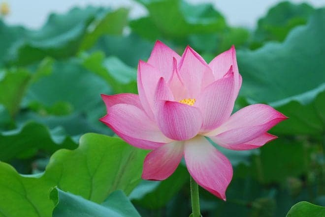 Lotus Flower